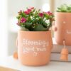 Blooming Great Mum Sitting Plant Pot Pal Blooming Great Mum Sitting Plant Pot Pal