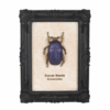 Scarab Beetle Framed Wall Art Print