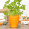 Carrot Shaped Plant Pot with Parsley Seed Balls Carrot Shaped Plant Pot with Parsley Seed Balls