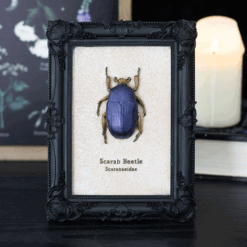 Scarab Beetle Framed Wall Art Print