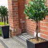 Pair of 120cm Artificial Twist Bay Laurel Ball Trees – Natural Topiary Plants