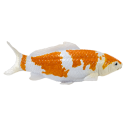 Alternative view of Koi Carp Ochiba Shigure Toy – Realistic Fish Model