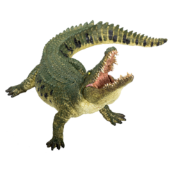 Alternative view of Crocodile with Articulated Jaw – Realistic Reptile Model
