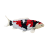 Koi Carp Showa Sanshoku Toy – Realistic Fish Model Koi Carp Showa Sanshoku Toy – Realistic Fish Model - Image 2