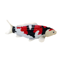 Alternative view of Koi Carp Showa Sanshoku Toy – Realistic Fish Model