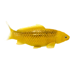 Alternative view of Koi Carp Kin Matsuba – Realistic Fish Figurine