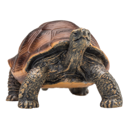 Alternative view of Giant Tortoise Toy – Realistic Reptile Model