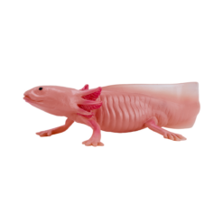Alternative view of Axolotl Toy – Realistic Amphibian Figurine