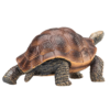 Giant Tortoise Toy – Realistic Reptile Model Giant Tortoise Toy – Realistic Reptile Model - Image 3