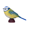 Blue Tit Blue Tit - Image 3