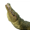 Crocodile with Articulated Jaw – Realistic Reptile Model Crocodile with Articulated Jaw – Realistic Reptile Model - Image 4