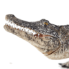 Alligator Toy – Realistic Reptile Figurine - Image 4