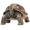 Giant Tortoise Toy – Realistic Reptile Model Giant Tortoise Toy – Realistic Reptile Model - Image 4