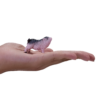 Pot-Bellied Piglet Toy – Realistic Farm Animal Model - Image 4