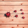 Metal Ladybird Garden Decorations – Set of 6 - Image 4