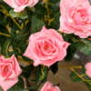Artificial Camellia Tree Fake 21 Flowers & Nursery Pot Decor, 90cm - Image 7