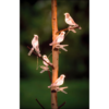 Clip-On Bird Decoration with Solar Light  Set of 5