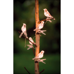 Clip-On Bird Decoration with Solar Light - Set of 5