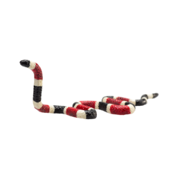 Coral Snake Toy – Realistic Reptile Figurine