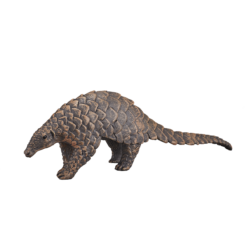 Indian Pangolin Toy – Realistic Wildlife Figure