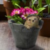 Animal Planter Animal Planter - Image 2