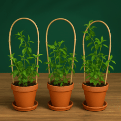 Alternative view of Bamboo Plant Support Arches – Set of 3