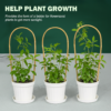 Bamboo Plant Support Arches Set of 3 Bamboo Plant Support Arches Set of 3 - Image 3