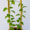 Bamboo Plant Support Arches  Set of 3