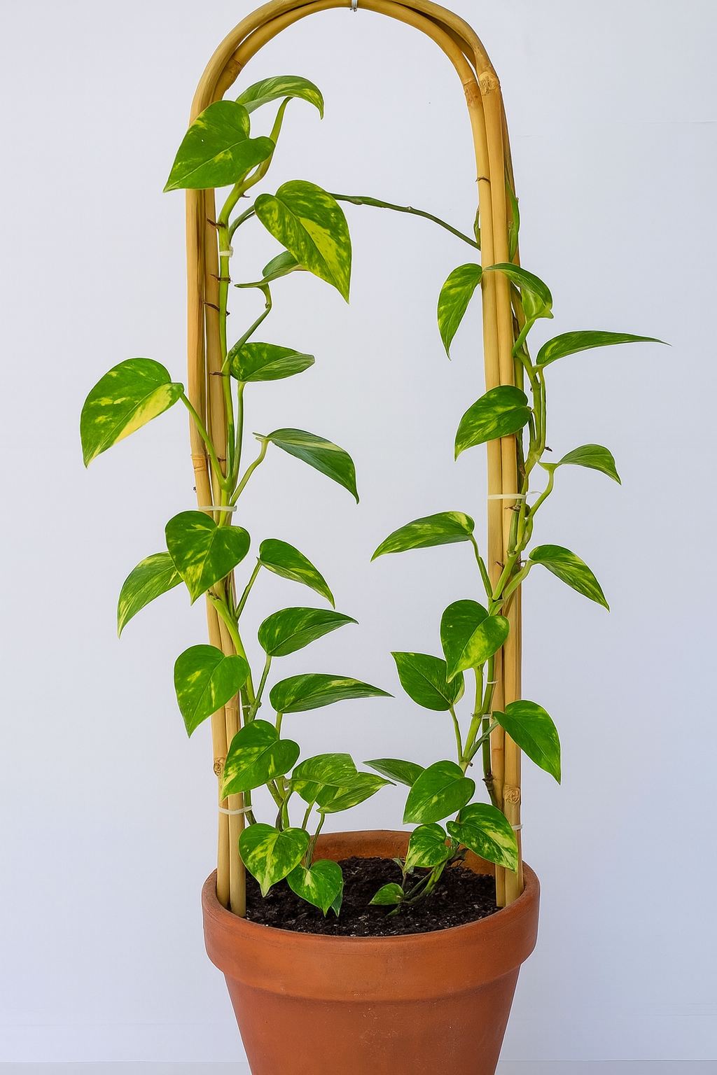 Bamboo Plant Support Arches Set of 3 Bamboo Plant Support Arches Set of 3