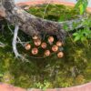 Copper Finish Mushroom Garden Stake Set of 2 Copper Finish Mushroom Garden Stake Set of 2